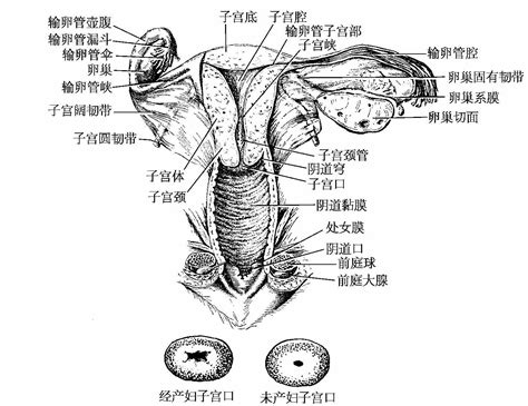 私处|女性生殖结构：